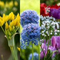 Allium Collection Low Growing (150 bulbs)